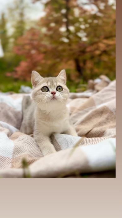 Класні шотландські плюшеві кошенята блакитне золото шиншила прям