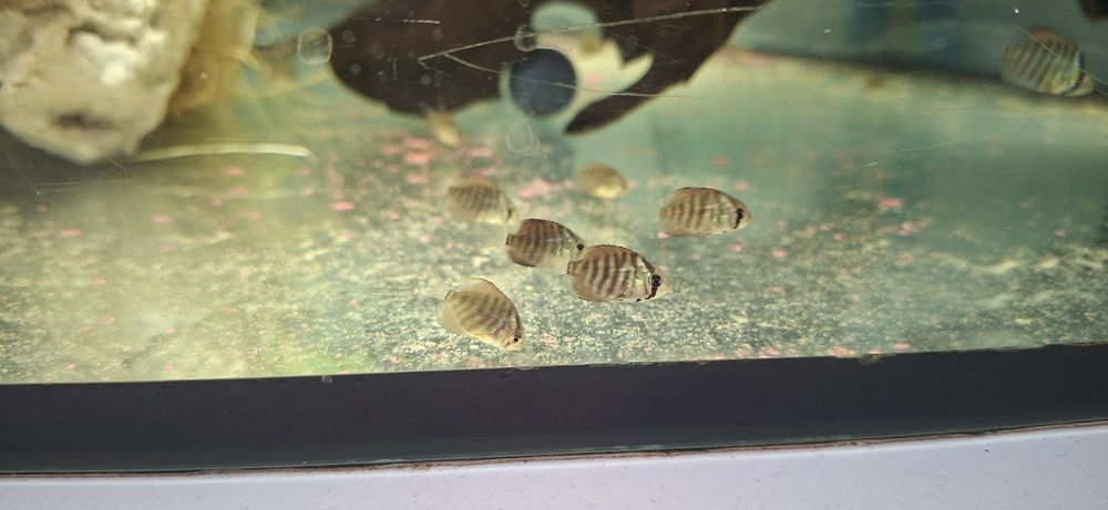 Młode małe paletki dyskowce paletka dyskowiec