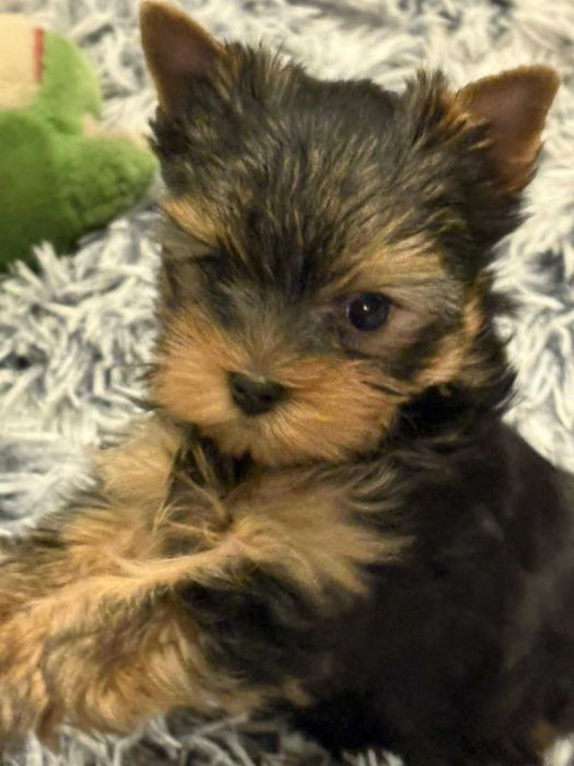 Mini York piękna maleńka suczka z metryką