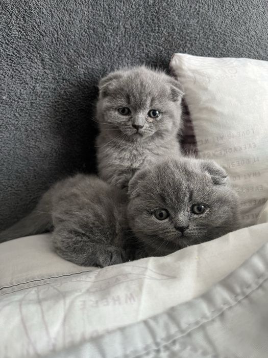 Шотландські висловухі кошенята — бронювання