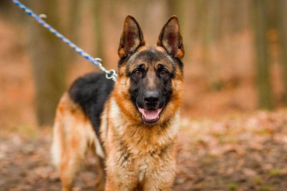 Negev - OWCZAREK niemiecki 5-letni, domowy, trzyma czystosc. [FILMIK]