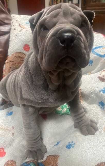 Shar-pei, rodowodowy piesek