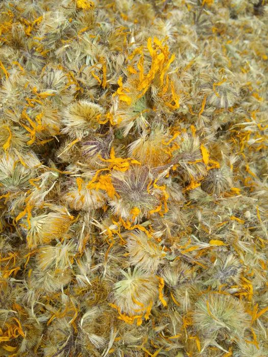 Арніка гірська (arnica montana)