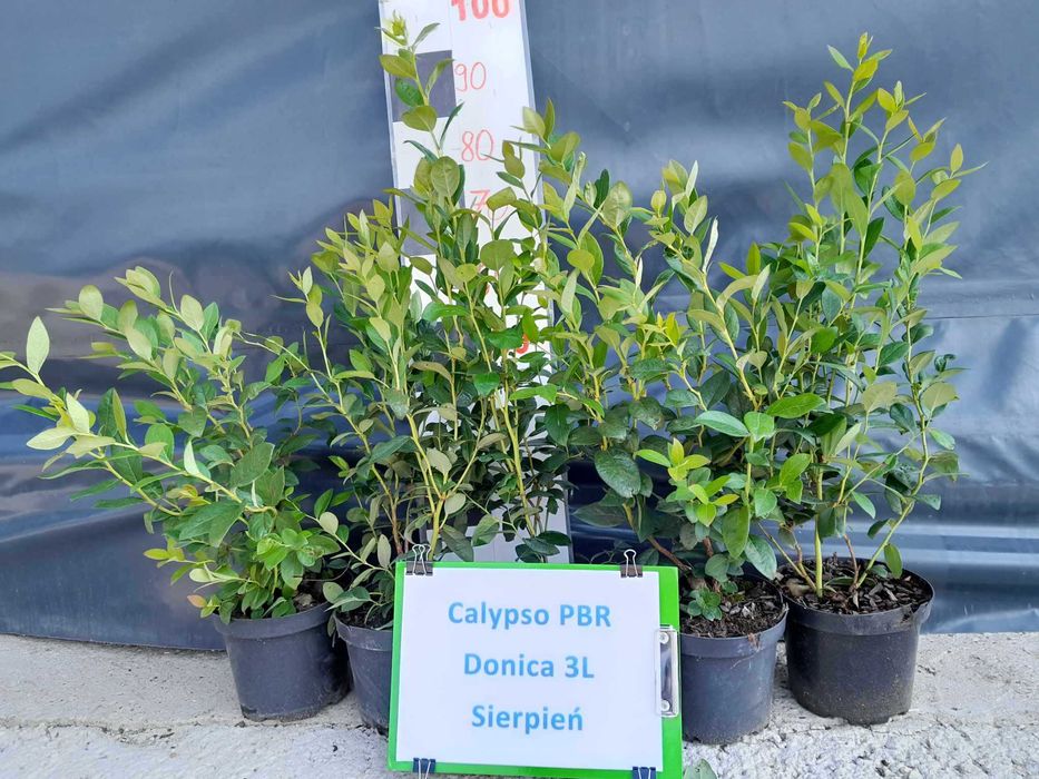 7. Borówka amerykańska CALYPSO PBR 3 lata donica 3 litry CAC Premium
