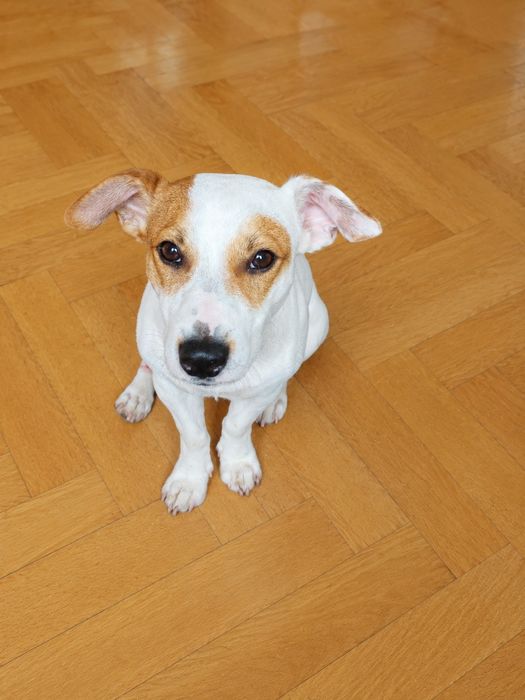 Jack Russell Terrier