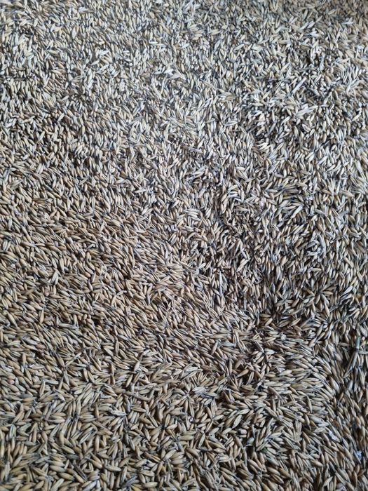 Owies Bingo tegoroczny