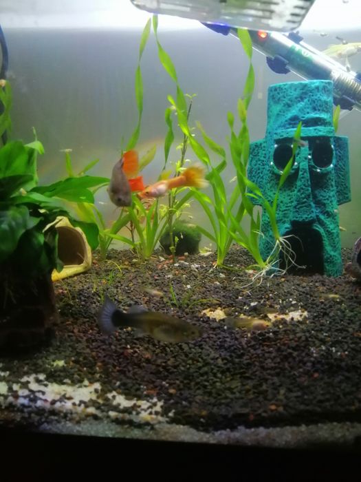 Guppys criação caseira