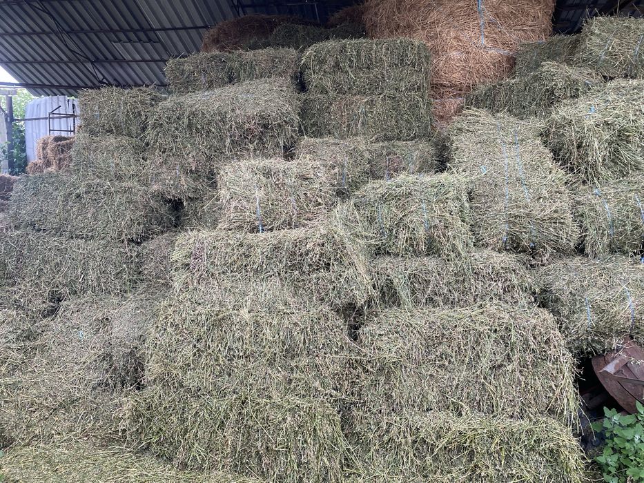 Продам Сіно Люцерки
