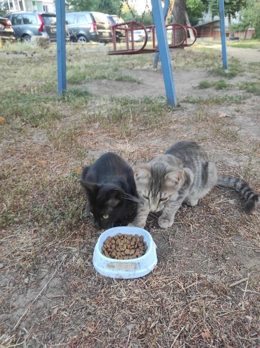 віддам безкоштовно котика