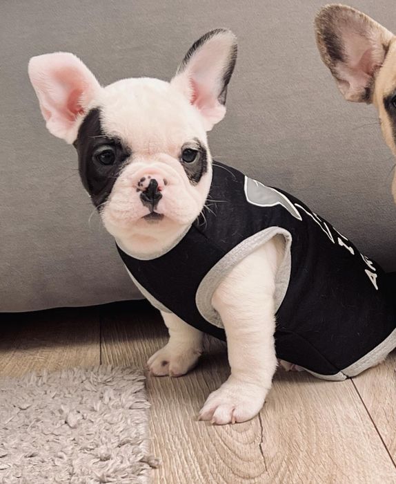 Дівчинка французького бульдога