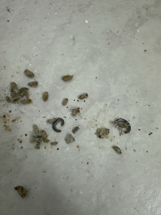 Sofa IKEA z funkcją spania szara 140 cm