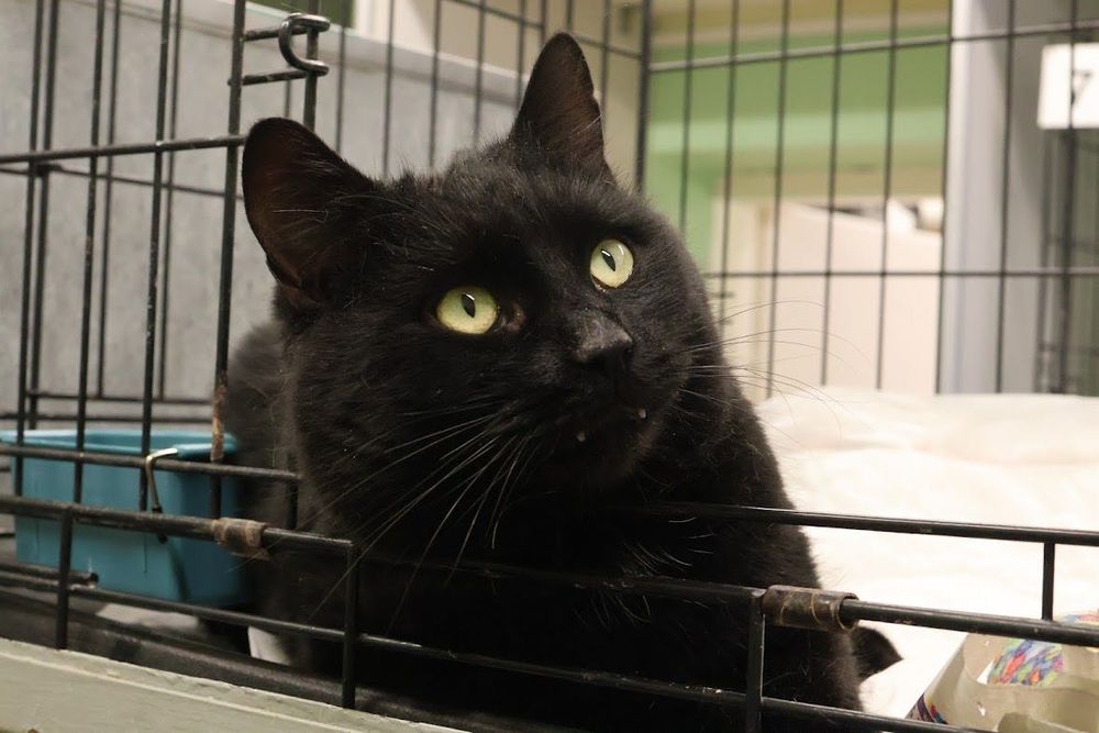 Młody koci gentlemen szuka domu!