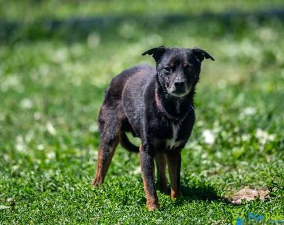 Starszy psiak DRACO rozgląda się za domkiem!