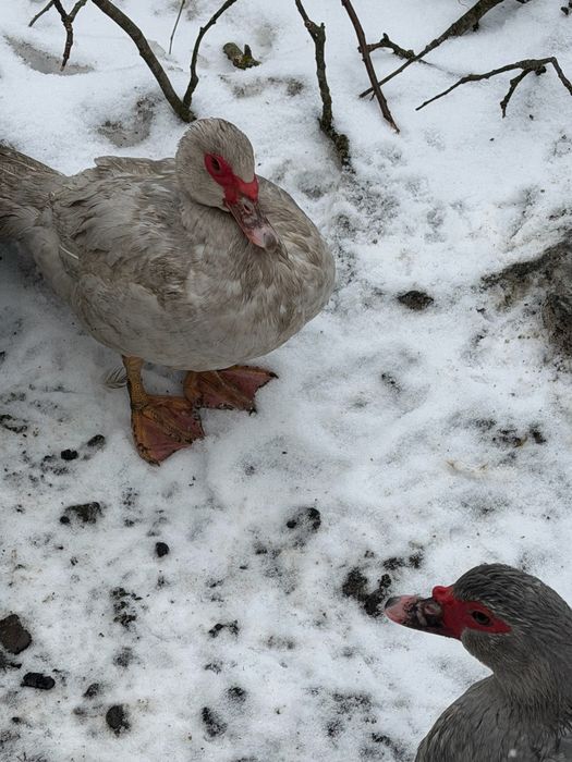 Качки шипуни лавандові, вік 8 місяців