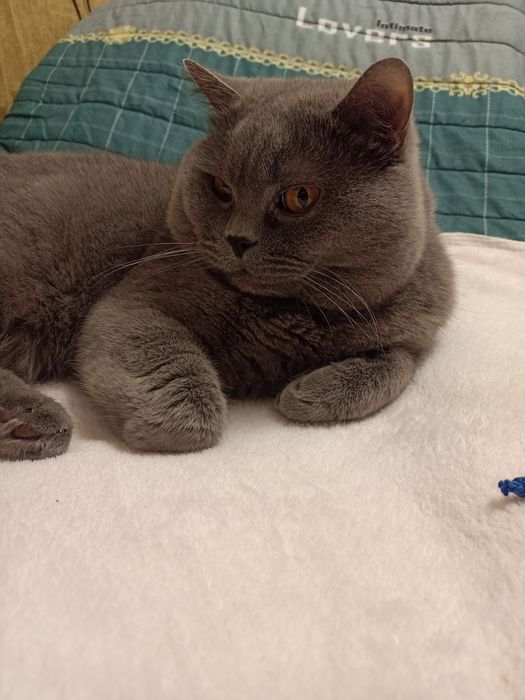 В'язка британського кота