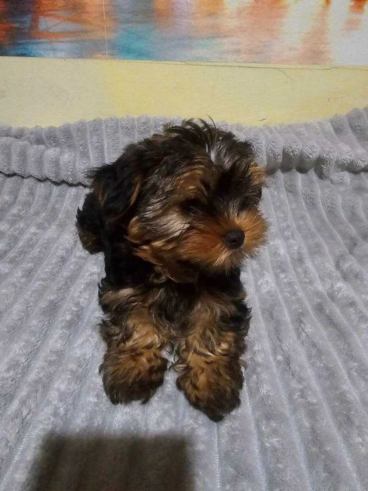 продам цуценят йоркширського  тер'єра