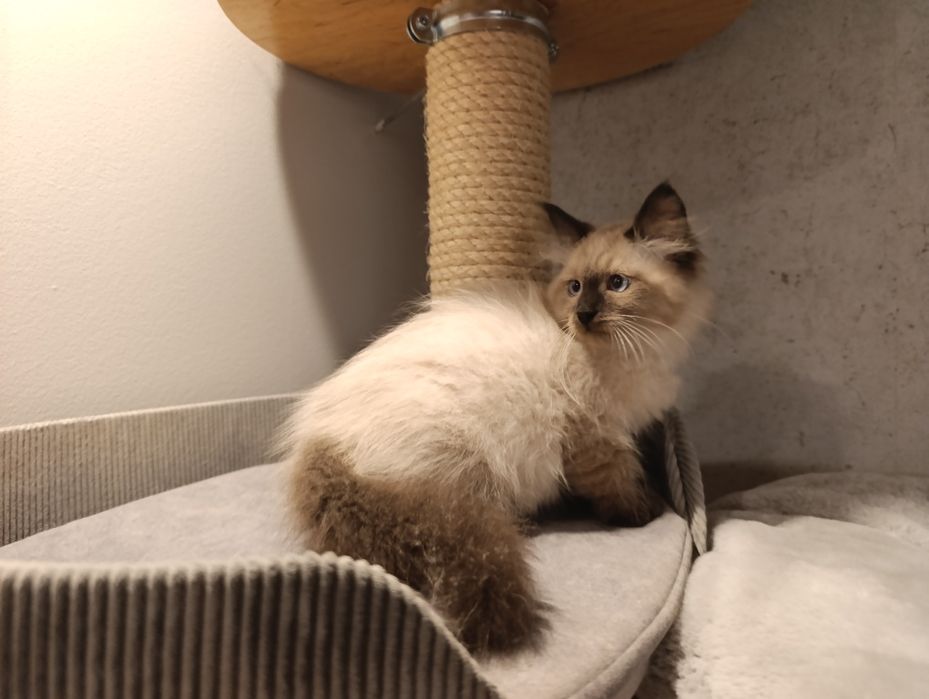 Kot syberyjski/ Neva Masquerade z rodowodem