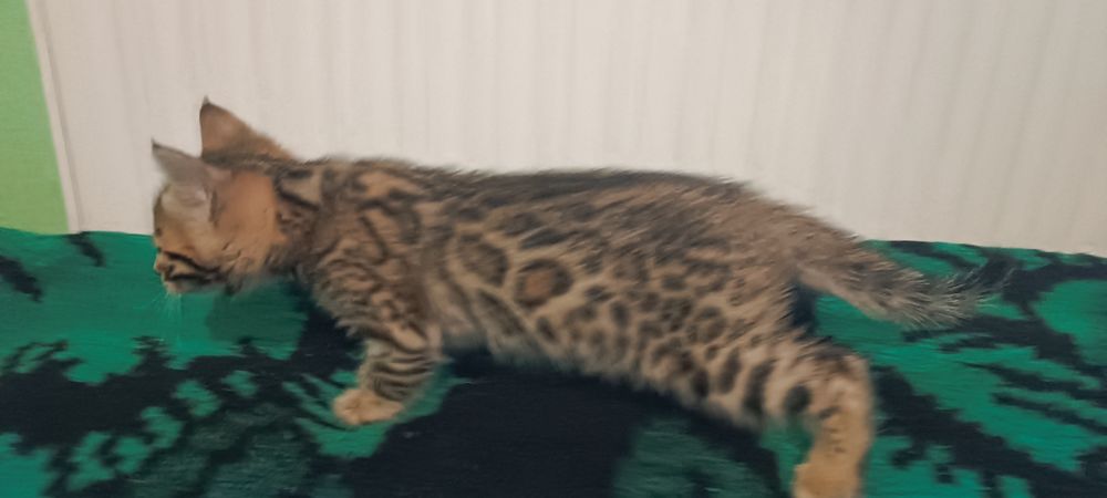 Кошенята бенгальські