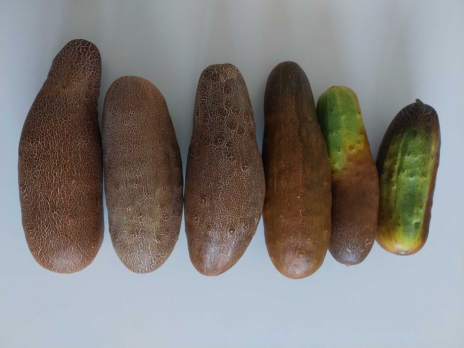 Ogórek brązowy ukraiński 25 szt nasion