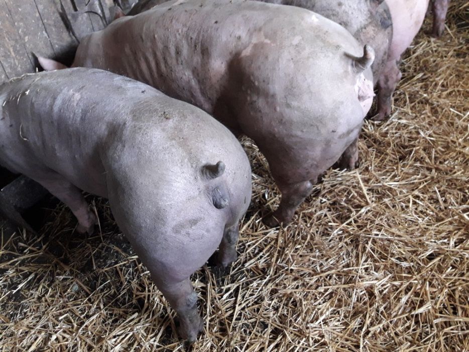 Продам поросята хрячков и свинок Пьетренов ,беркширов в чистоте