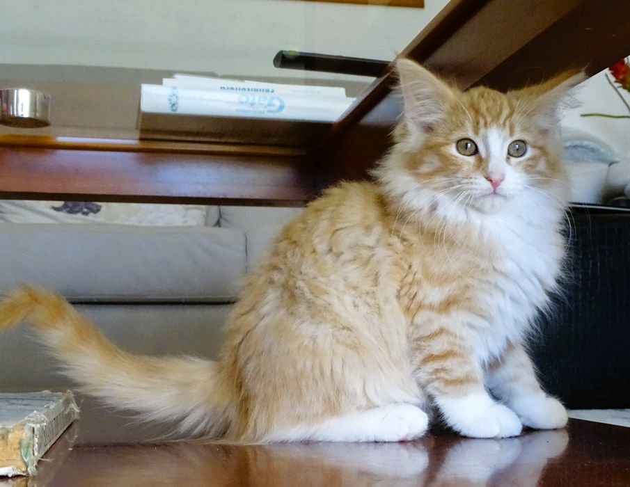 Gatinho Bosques da Noruega