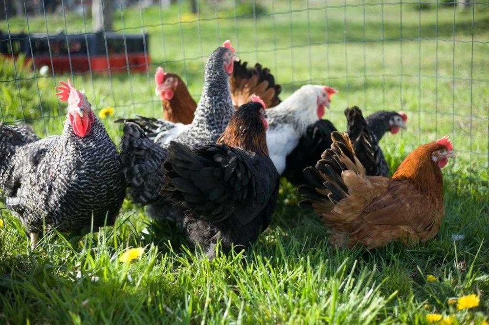 Kurki kokoszki nioski Rosa kolorowa młoda na wybieg transport Gratis