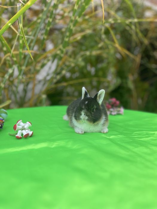 Нідерландс.карлик.Голландська дівчинка