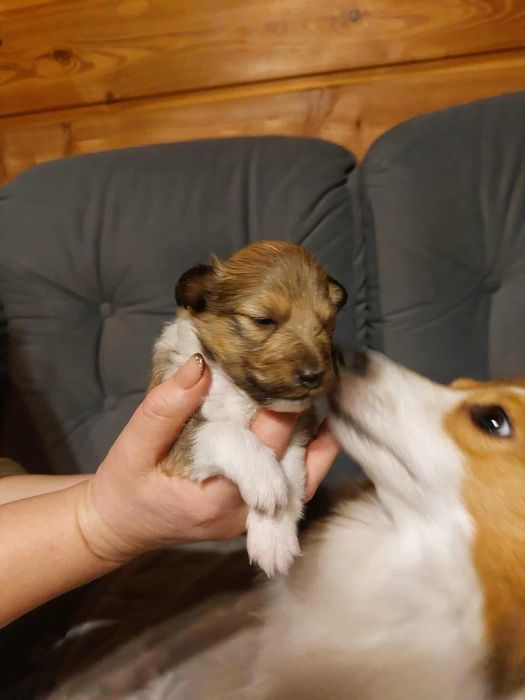 Sheltie szuka kochającego domku