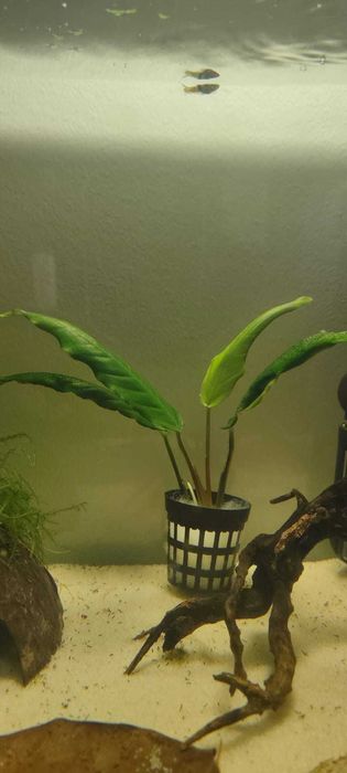 Anubias Barteri (10/15cm)