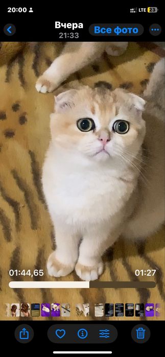 Лагідні котики муркотики !