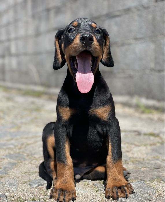 Dobermann preto TOP