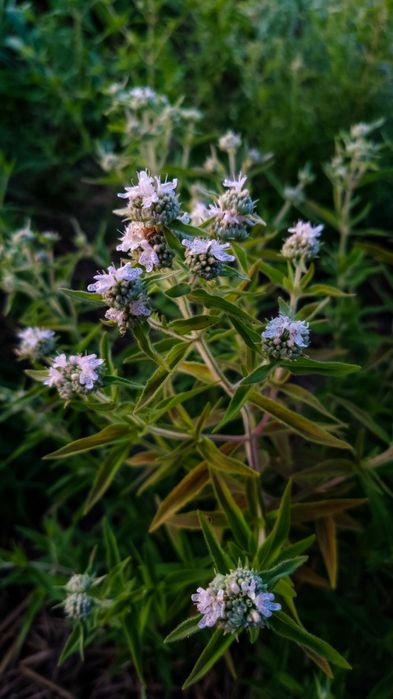 Семена лекарственных растений, Насіння лікарських трав