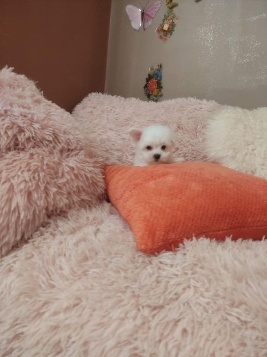 Słodziutki Bielutki Maltańczyk