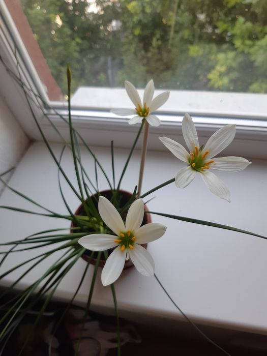 Зефирантес (цветок, выскочка)