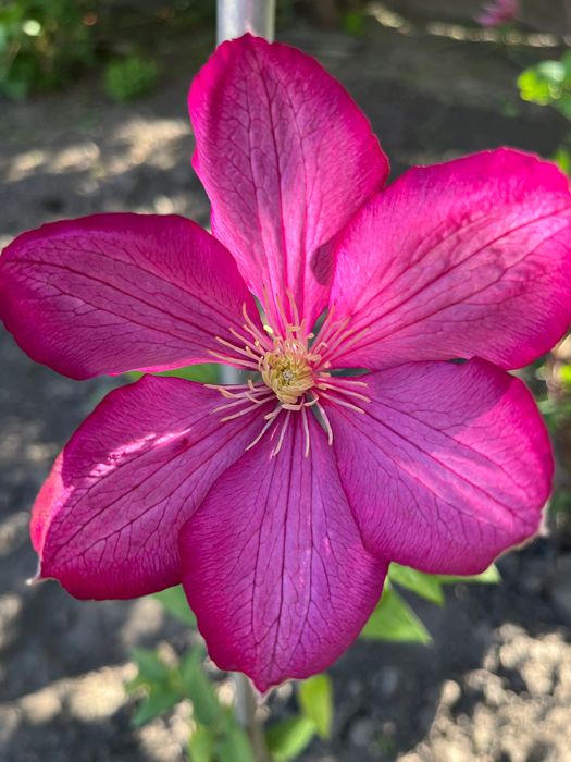 Клематис. Кліматіс.