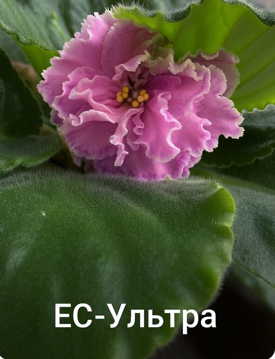 Квіти фіалка листочки