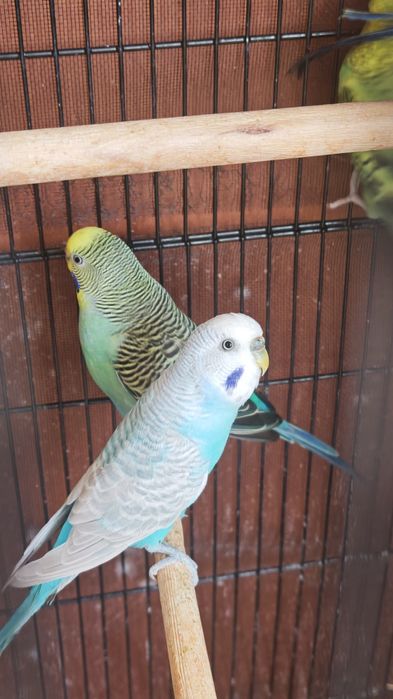 Periquitos adultos e saudáveis - várias cores!