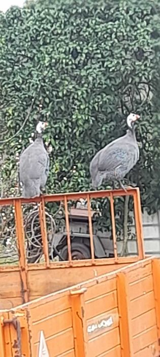 Perus selvagens para venda