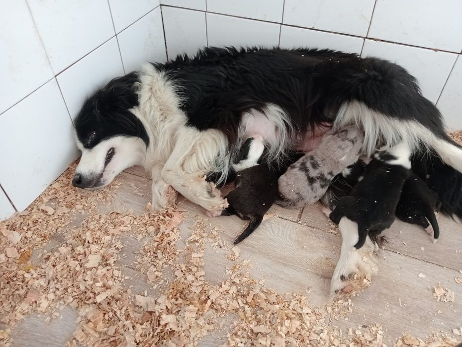 Border collie cachorro