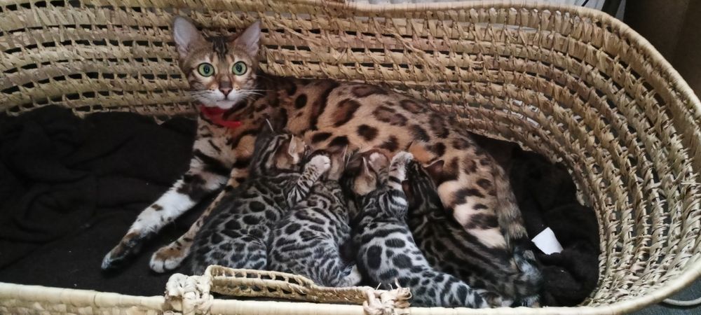 Бенгальські кошенята