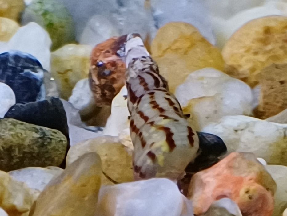 Ślimaczki świderki