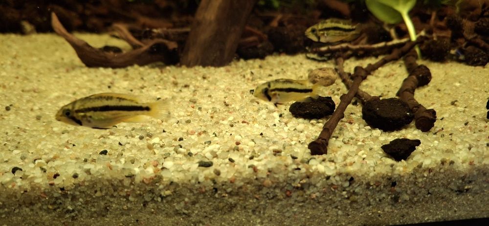 Pielęgniczka Apistogramma Kakadu 5szt