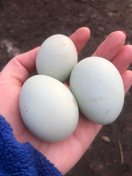 Інкубаційні яйця Амераукана