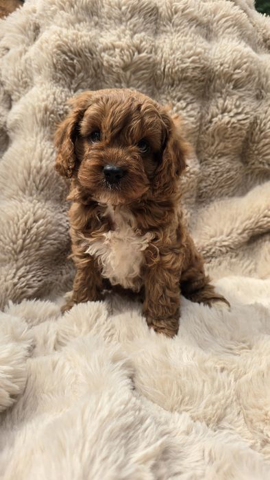 Piesek cavapoo f1  do odbioru koniec lipca