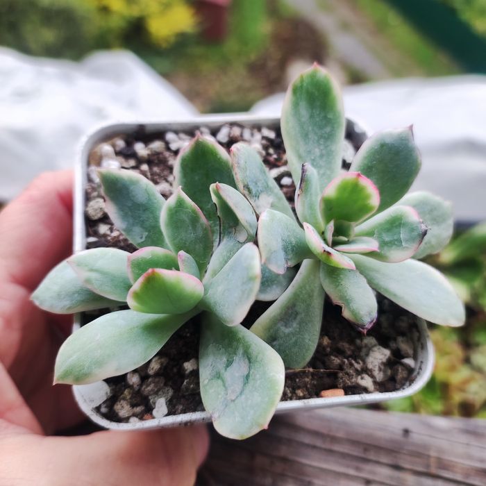 Echeveria, aeonium рідкість