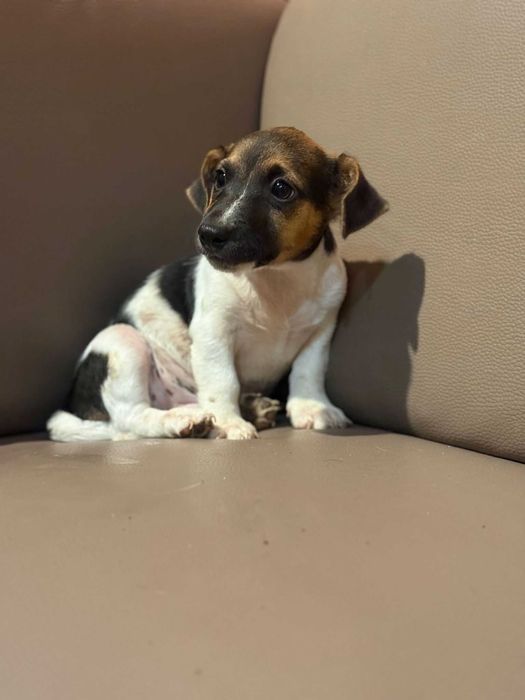 Jack russell terrier