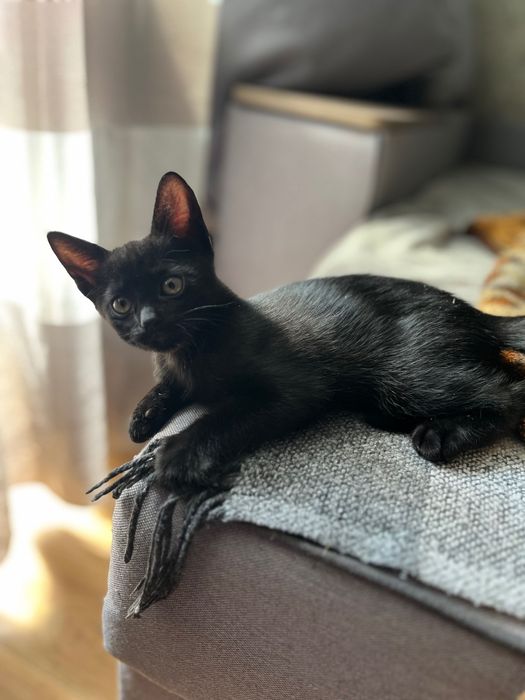 Кошенята!Віддам безкоштовно,два чорних котика чекають на своїх власників!Дуже контактні і милі!