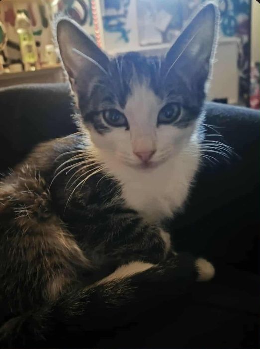 Igorek i Michaś do adopcji