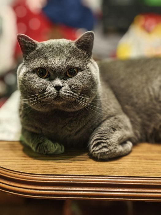 Reproduktor Brytyjski Krótkowłosy