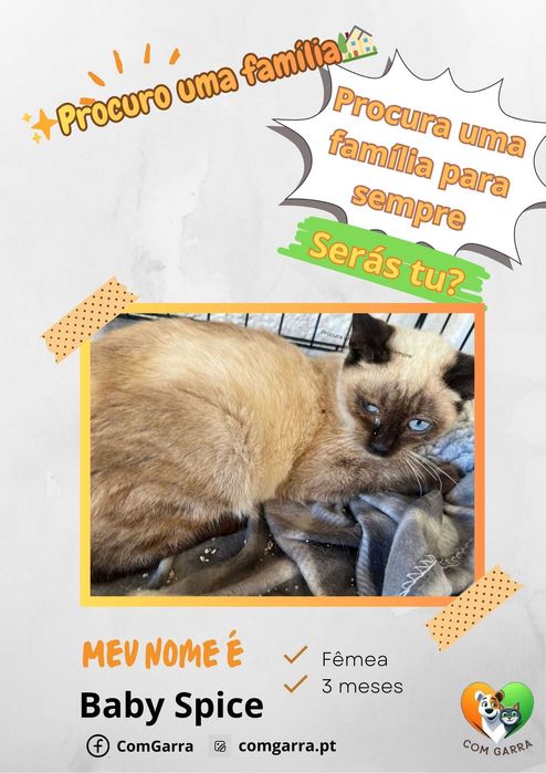 Gatinhos bebés é espera de um lar